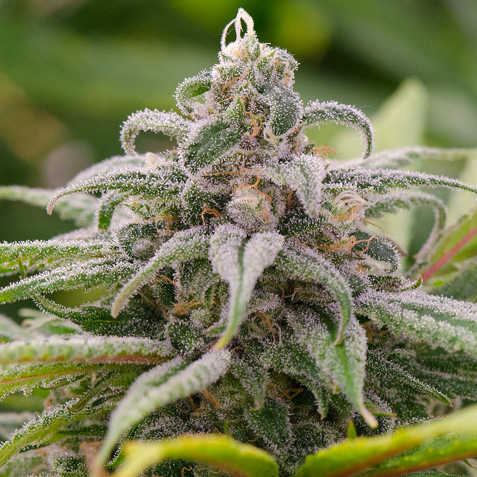 Maui Wowie